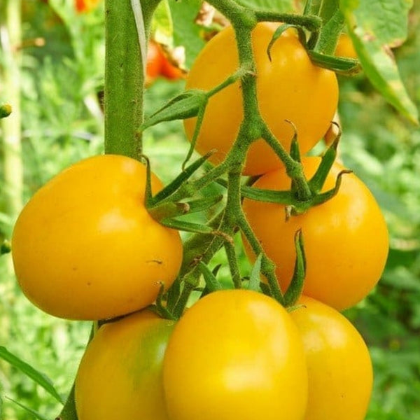 Golden Jubilee Tomato Seeds (25 Seeds)