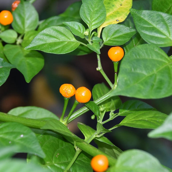 Aji Charapita Pepper Seeds (15 Seeds)