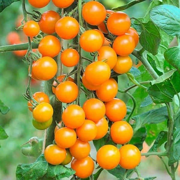 Sungold Tomato Seeds (25 Seeds)