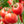 New Yorker Tomato Seeds (25 Seeds)