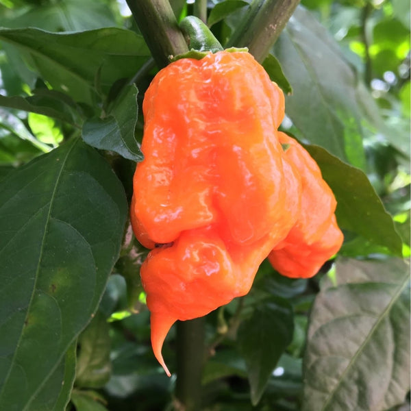 7 Pot Orange Pepper Seeds (15 Seeds)