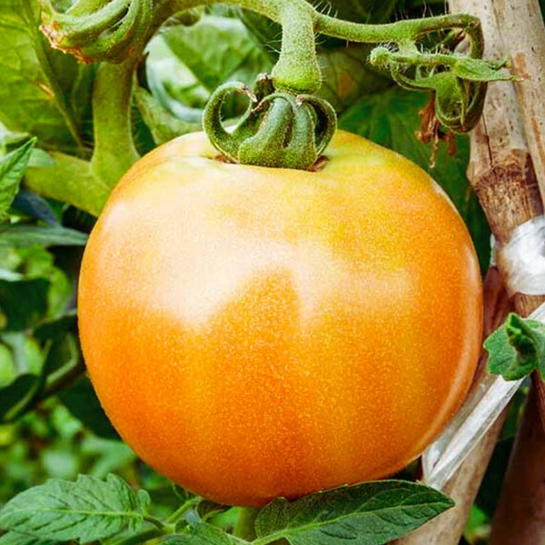 Kelloggs Breakfast Tomato Seeds (25 Seeds)