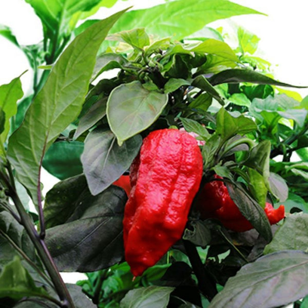 Ghost Pepper Seeds (15 Seeds)