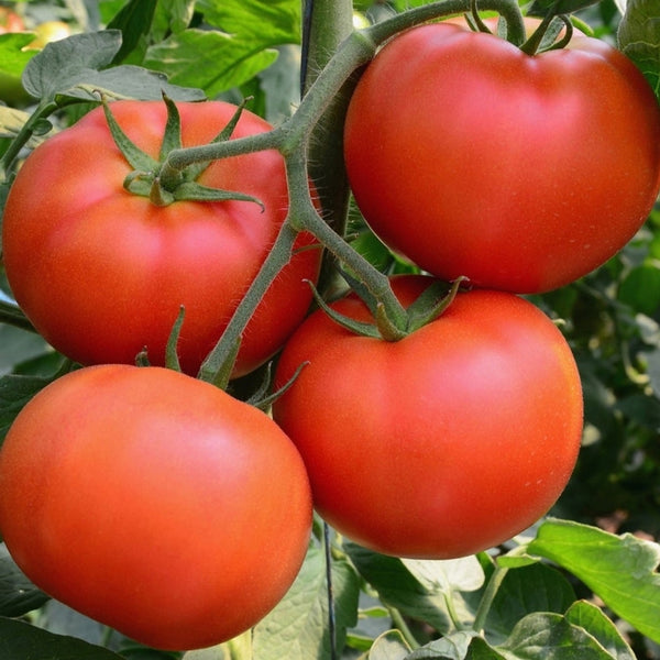 Mortgage Lifter Tomato Seeds (25 Seeds)