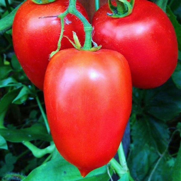 Amish Paste Tomato Seeds (25 Seeds)