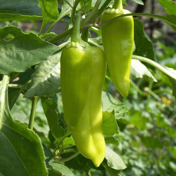 Pepperoncini Pepper Seeds (15 Seeds)