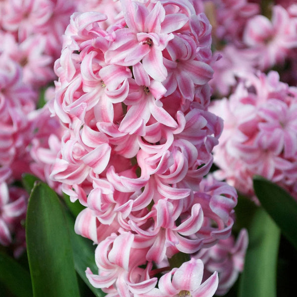 Pink Pearl Hyacinth orientalis Bulbs Pre-Order