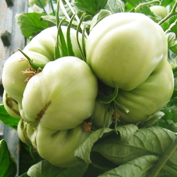 Big Zac Tomato Seeds (25 Seeds)