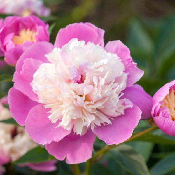 Bowl of Beauty Peony Bulb Pre-Order