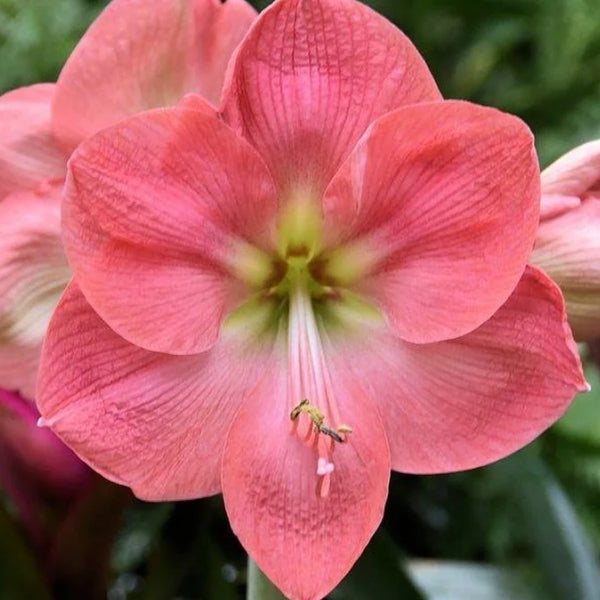 Giant Pink Amaryllis Bulb Pre-Order