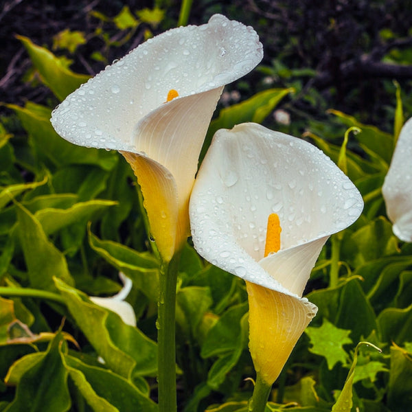 Calla Lily Bulbs Pre-Order