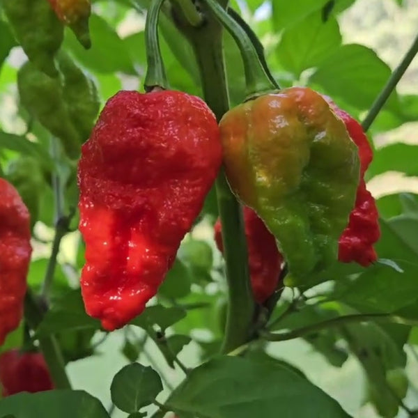 Apocalypse Scorpion Pepper Plant (1 Plant)