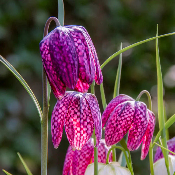 The Guinea Hen Flower "Fritillaria meleagris"