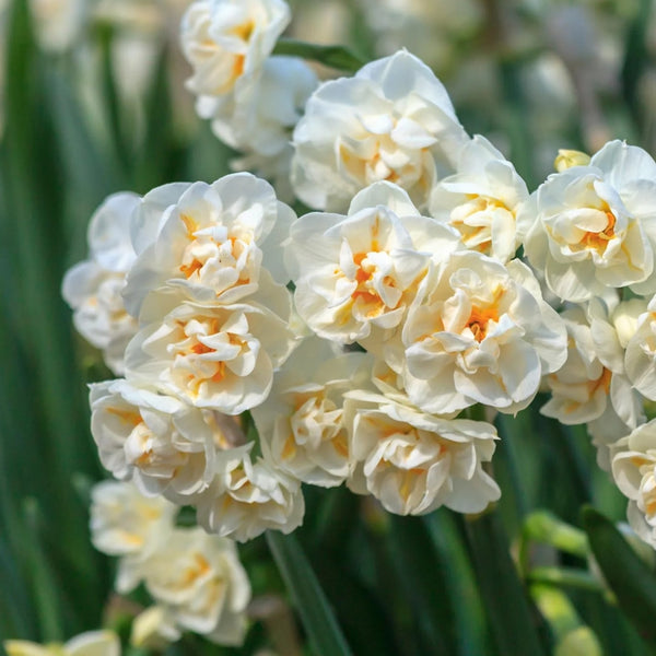 Bridal Crown Daffodil Bulbs Pre-Order