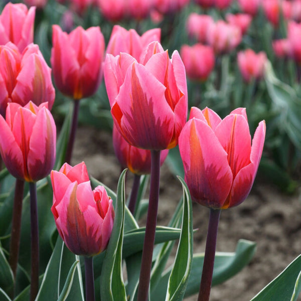 Pretty Princess Tulip Bulbs Pre-Order