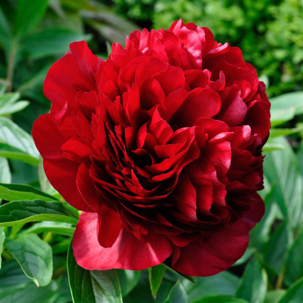 Red Charm Peony Bulb Pre-Order