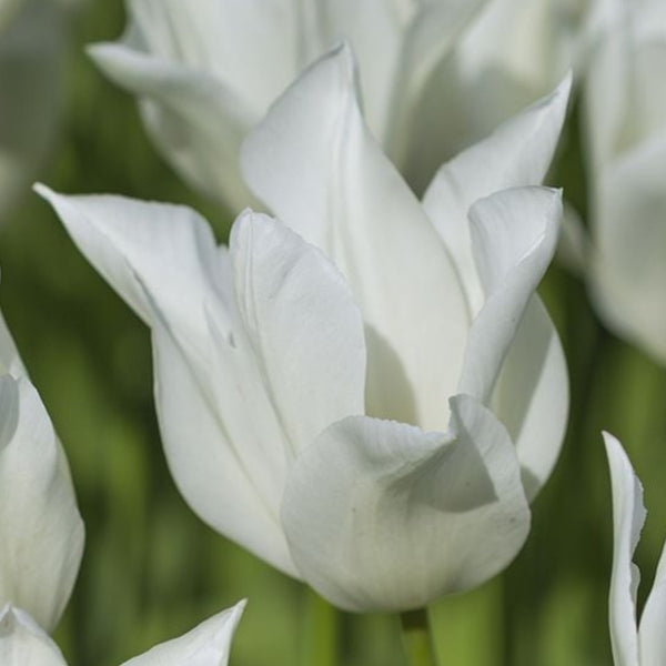 White Triumphator Tulip Bulbs Pre-Order