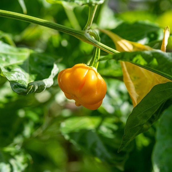 Yellow Cherry Mini Habanero Plant (1 Plant)