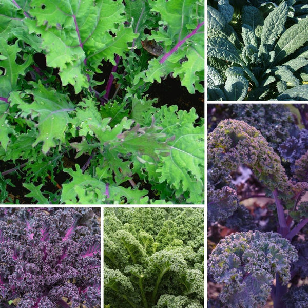 Assorted Kale Plants (6 Plants)