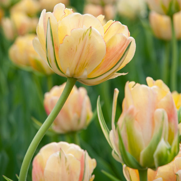 Akebono Tulip Bulbs Pre-Order