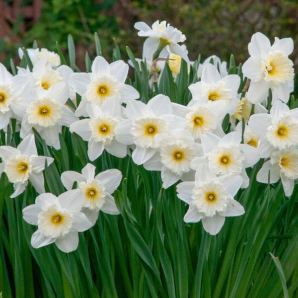 Ice Follies Daffodil Bulbs Pre-Order