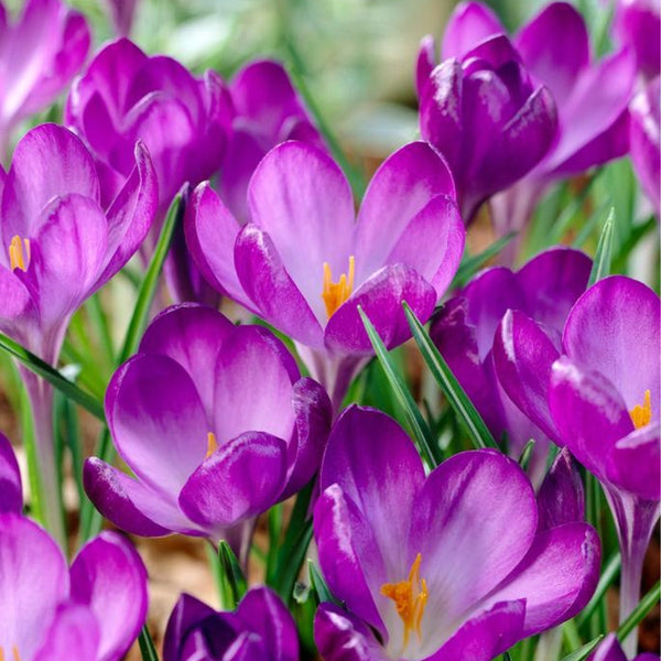 Ruby Giant Crocus "tommasinianus" Bulbs