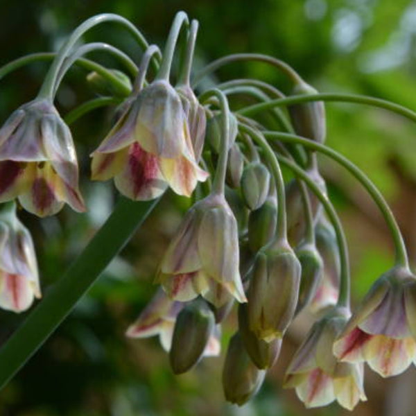 Sicilian Honey Lily "Allium siculum bulgaricum"