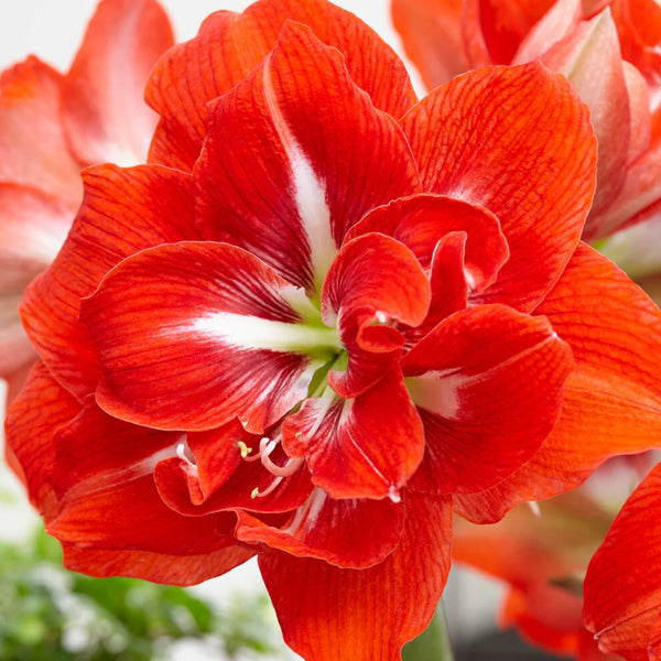 Silver Dream Amaryllis Bulb Pre-Order