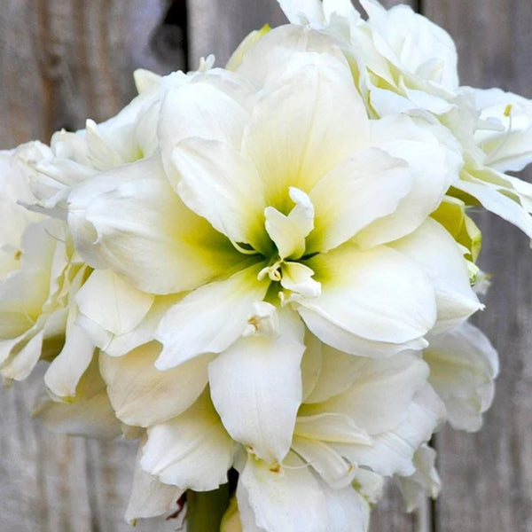 Snow White Amaryllis Bulb Pre-Order