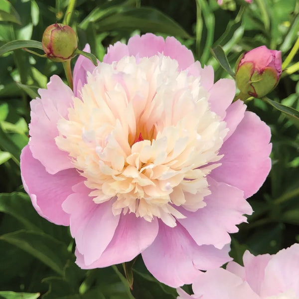 Sorbet Peony Bulb Pre-Order