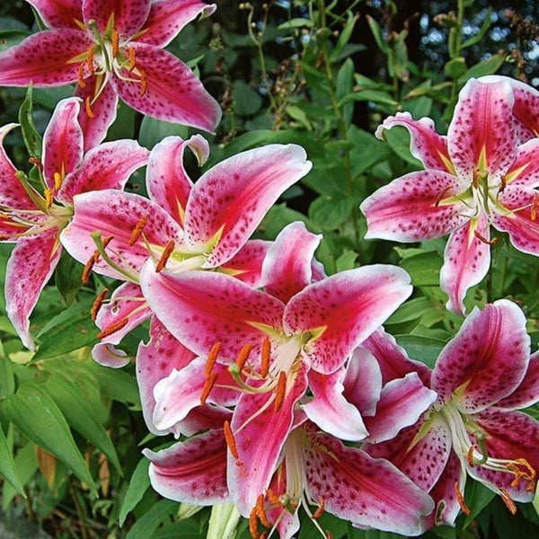 Stargazer Lily Bulbs Pre-Order