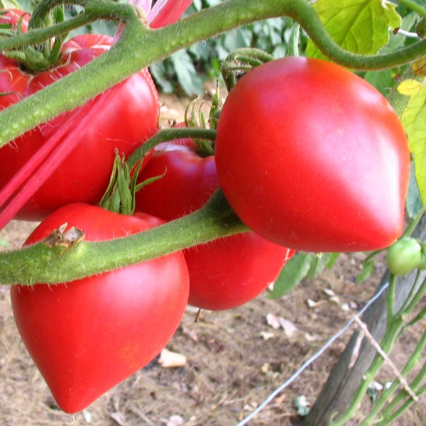 Oxheart Tomato Seeds (25 Seeds)