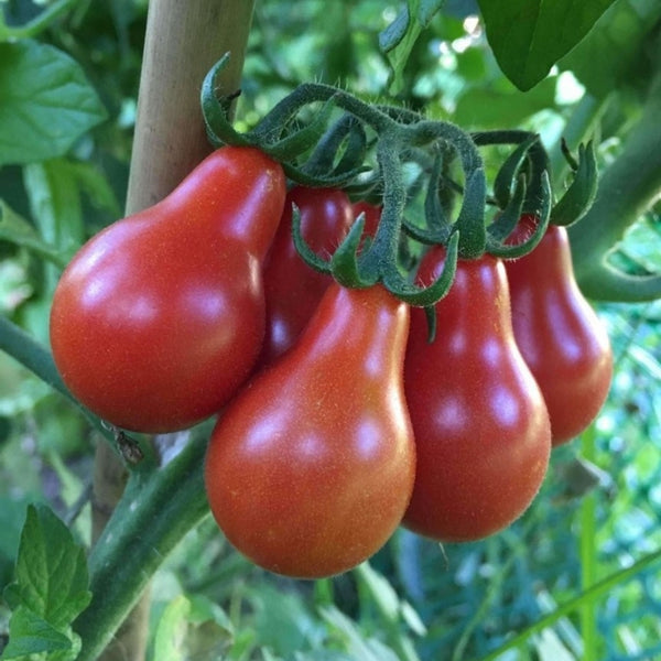 Red Pear Tomato Seeds (25 Seeds)