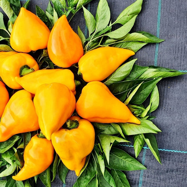 Orange Lesya Pepper Seeds (15 Seeds)