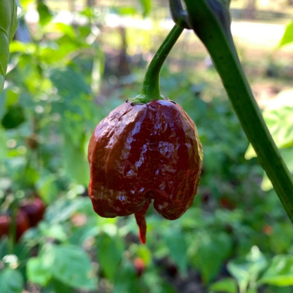 7 Pot Chocolate Pepper Seeds (15 Seeds)