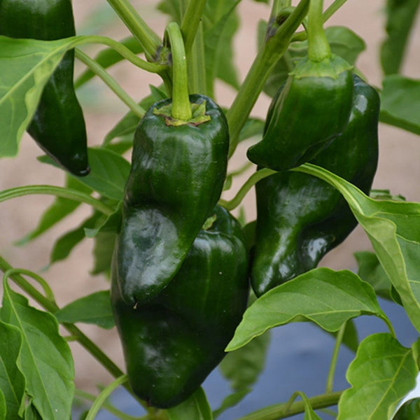 Poblano Pepper Seeds (15 Seeds)