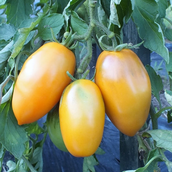 Orange Icicle Tomato Seeds (25 Seeds)