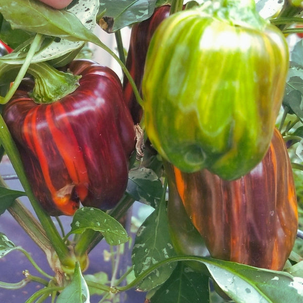 Candycane Bell Pepper Seeds (15 Seeds)