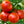 Moskvich Tomato Seeds (25 Seeds)