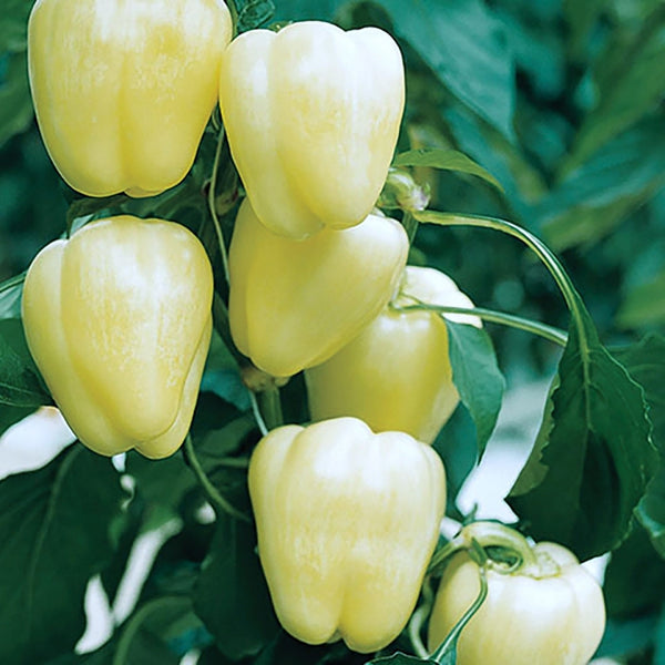 White Bell Pepper Seeds (15 Seeds)