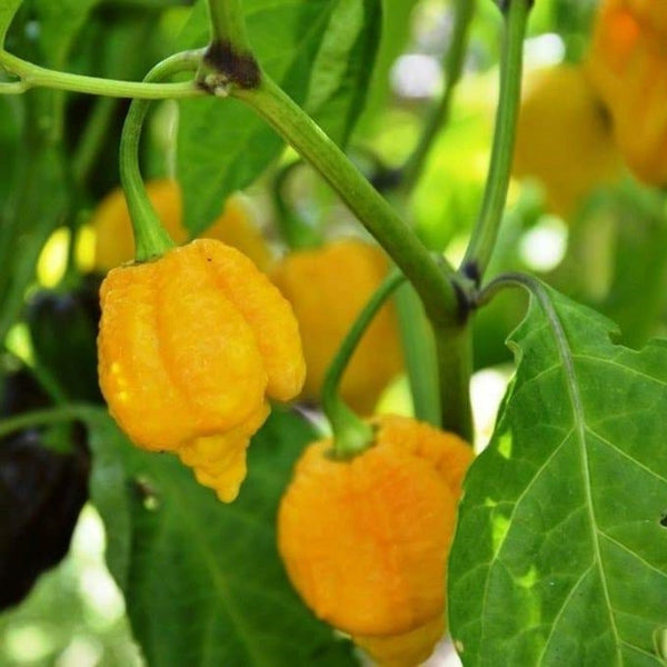 Yellow Scorpion Pepper Seeds (15 Seeds)