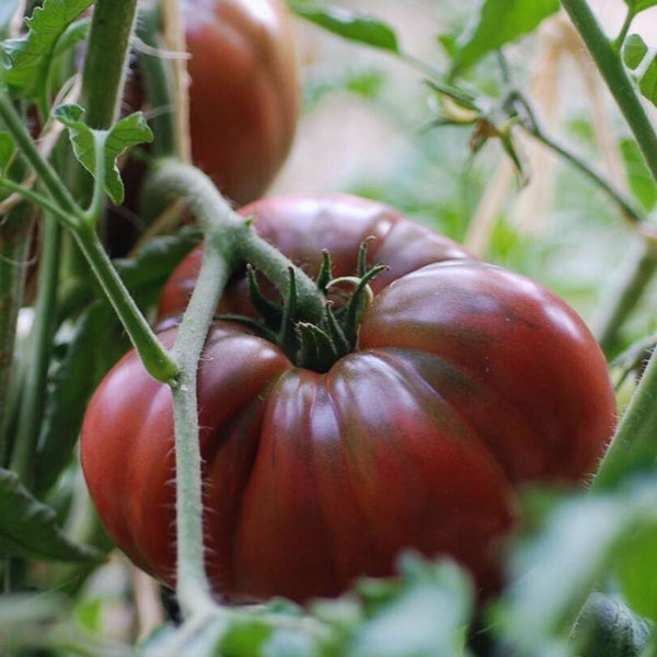 Black Krim Tomato Seeds (25 Seeds)