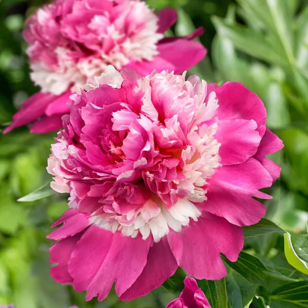 Celebrity Peony Bulb Pre-Order