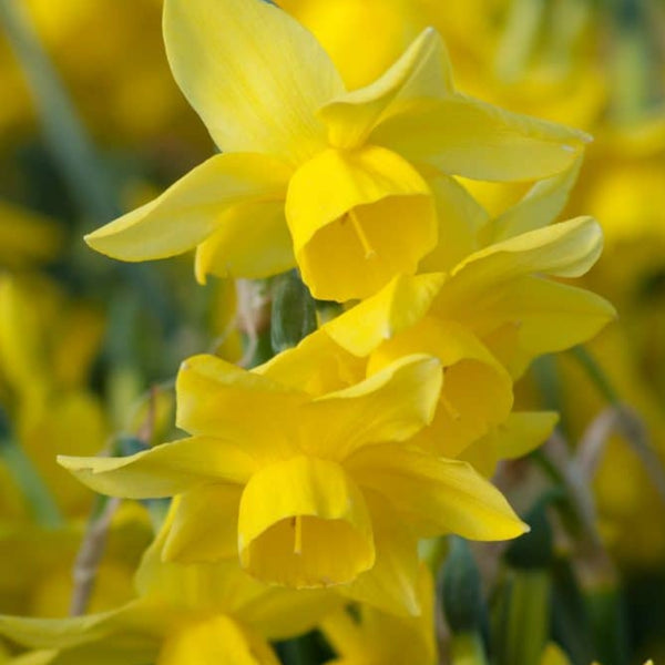 Yellow Ocean Daffodil Bulbs Pre-Order