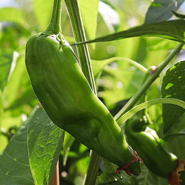 Anaheim Pepper Seeds (15 Seeds)