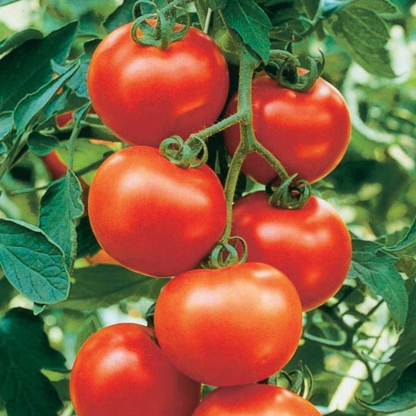 Carmello Tomato Seeds (25 Seeds)