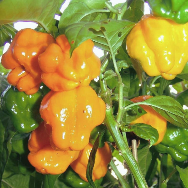 Jamaican Scotch Bonnet Pepper Seeds (15 Seeds)