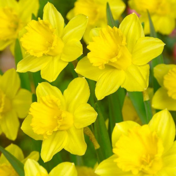 Tenby Daffodil Bulbs Pre-Order