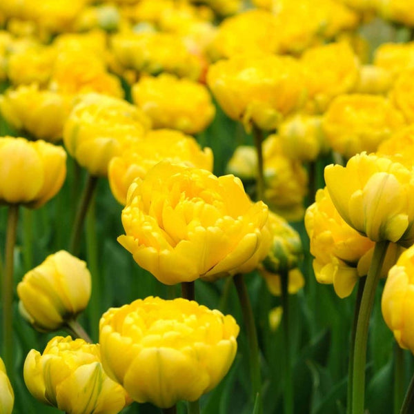 Yellow Pomponette Tulip Bulbs Pre-Order