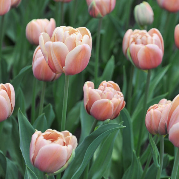 La Belle Epoque Tulip Bulbs Pre-Order